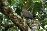 456_Eared Dove