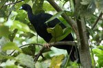 457_Wattled Guan