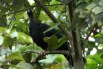 458_Wattled Guan