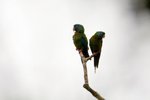 464_Blue-headed Macaw