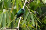 474_Bluish-fronted Jacamar