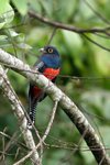 480_Blue-crowned Trogon