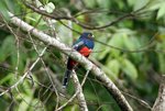 481_Blue-crowned Trogon