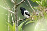 482_Magpie Tanager