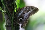 484_Owl Butterfly