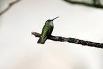130_Green-and-white Hummingbird