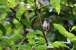 132_Ocellated Piculet