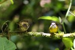 134_Russet-crowned Warbler (M&F)