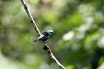 136_Blue-necked Tanager