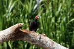 624_Turkey Vulture
