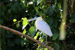 625_Capped Heron