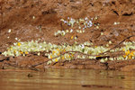 628_Phoebis philea & Anteos menippe butterflies feeding on minerals in mud