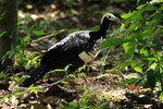 630_Blue-throated Piping-Guan