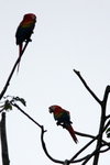 645_Scarlet Macaw