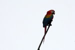 646_Scarlet Macaw
