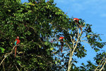 658_Red-and-green Macaw