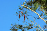 659_Red-and-green Macaw