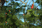662_Red-and-green Macaw