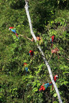 663_Red-and-green Macaw