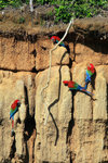 670_Red-and-green Macaw