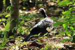 688_Blue-throated Piping-Guan