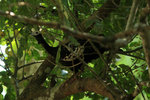 689_Blue-throated Piping-Guan