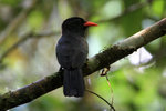 690_Black-fronted Nunbird