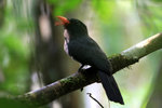 691_Black-fronted Nunbird