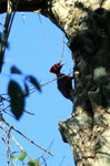 692-Red-necked Woodpecker