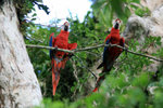 694_Scarlet Macaw