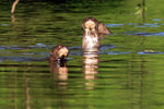 703_Giant River Otter