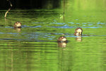 704_Giant River Otter