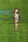 705_Giant River Otter