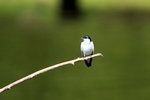707_White-winged Swallow
