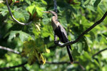 708_Anhinga