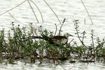 105_Pheasant-tailed Jacana 1
