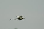 105_Pheasant-tailed Jacana 2