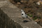 258_White Wagtail