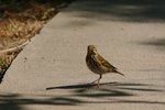 260_Olive-backed Pipit