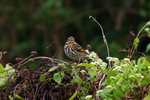 261_Red-throated Pipit