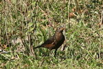 303_Common Blackbird