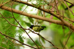 395_Fork-tailed Sunbird