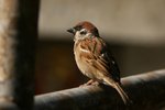 424_Tree Sparrow