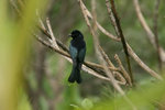 440_Hair-crested Drongo