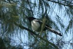 444_Common Magpie