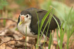 101_White-breasted Waterhen