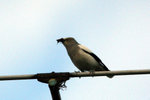 434_White-shouldered Starling