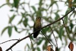 283_Scaled Metaltail