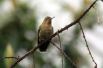 284_Scaled Metaltail