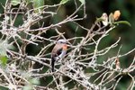 285_Rufous-breasted Chat-Tyrant